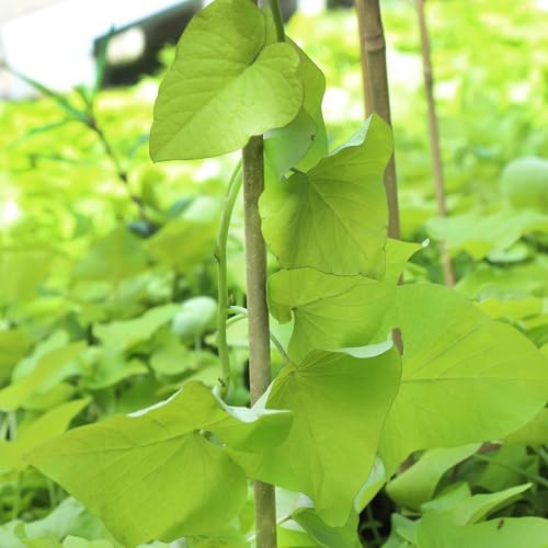 Natural Bamboo Plant Stake, 2FT, 30Pcs