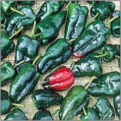 Clovers Garden Poblano Chili Pepper Plants-Two (2) Live Plants – Non-GMO - Not Seeds – Each 4"-8" Tall in 4 Inch Pots - Mild-Heat, 1500 SHU, Great for Drying
