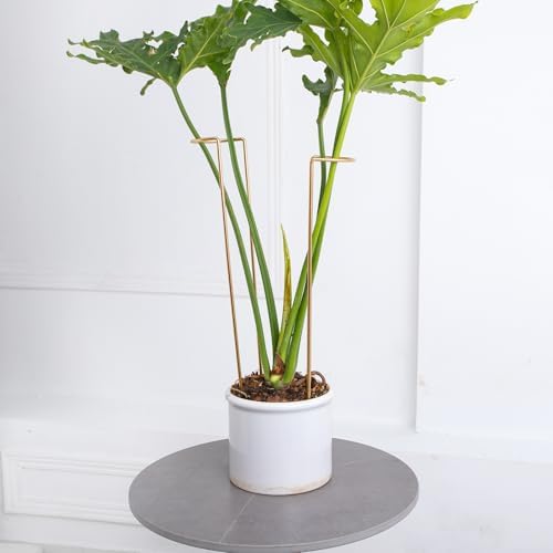 10 PCS Large Indoor Plant Stakes 15.5" Heavy Duty Metal Supports