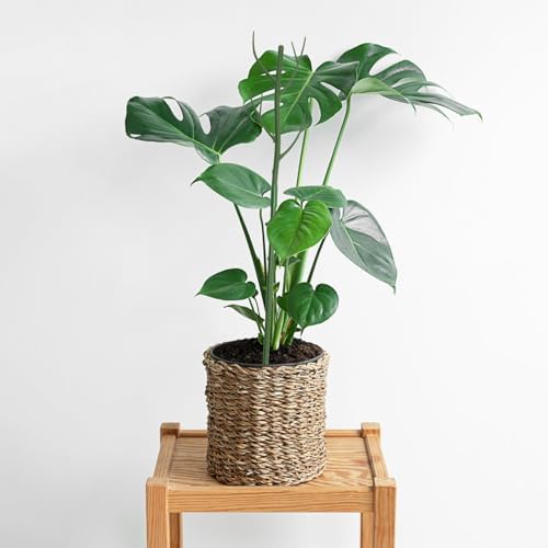 12 Pack Monstera Plant Support Stakes, Detachable Plant Stakes