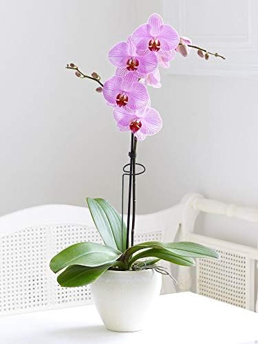 10 Pieces 24 inch Green Single Stem Plant Stakes Flower Support Rings,Gardening Planter Cages for Single Stem Flowers, Amaryllis, Peony, Lily,Narcissus