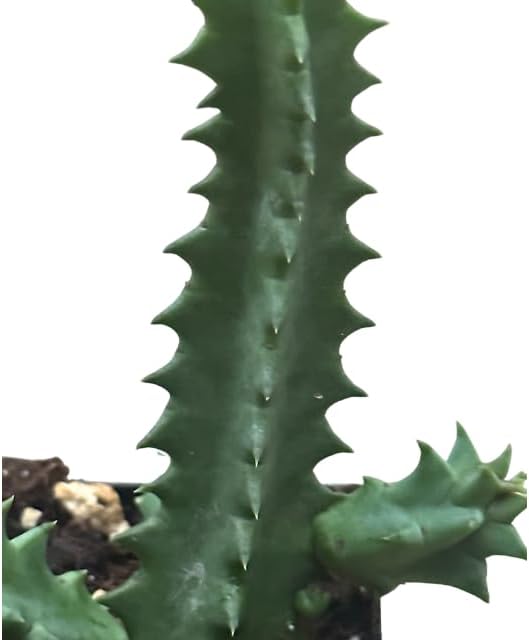 Lifesaver Plant (Huernia zebrina) Live House Plant in 2.5 inch Pot - by Smoke Camp Crafts - Organic Live Plant