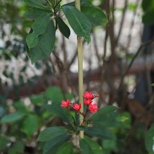 Natural Bamboo Plant Stake（6FT 30Pcs） Sturdy Bamboo Poles, Durable Plant Bamboo Stake, Garden Climbing Plant Bracket.