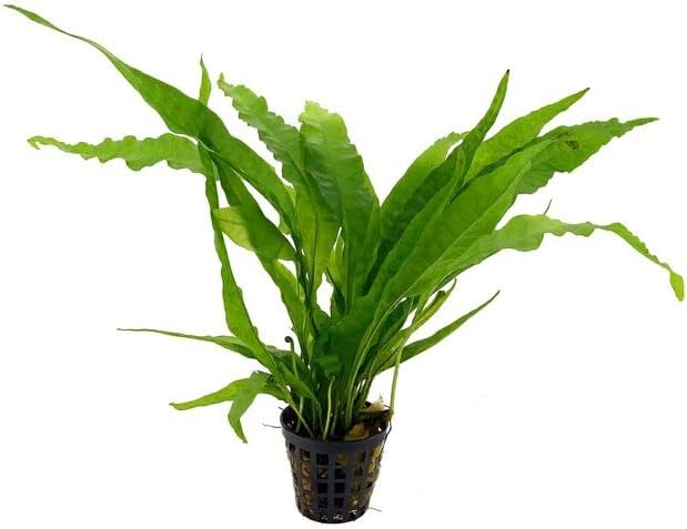 Potted Microsorum Plants - Java Fern | Live Freshwater Aquatic Plants for Aquariums and Terrariums - Low Light, Low Maintenance Plants. (Potted Microsorum Broad)