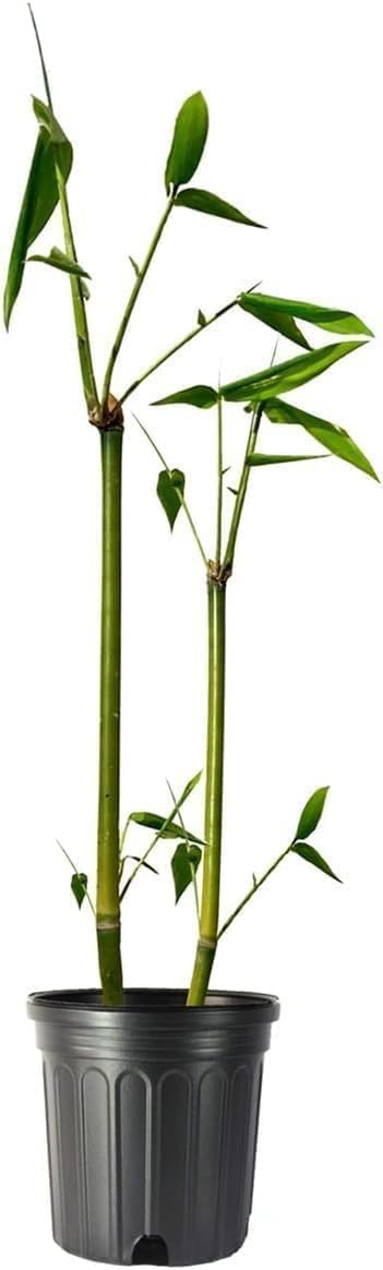 Oldhamii Bamboo | 2 Live Plants | Bambusa Oldhamii | Privacy Screen Bamboo | Fast-Growing Garden Foliage | Tall Decorative Landscape Specimen