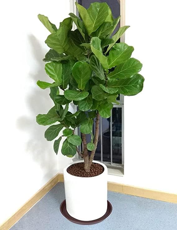 6 Pack of 10 inch Plant Saucer, Heavy Duty Plastic Plant Saucer 10 inch Round, Plant Tray for Pots, Flower Plant Saucers for Indoors, Plant Trays for Planter 8"/9"/10" (10", Chocolate)