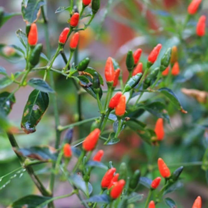 Pequin Pepper Plant, 4 Inch Pot, 6-10 Inch Pepper Plants Live for Planting Outdoor