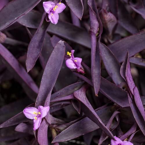 Purple Queen Tradescantia Setcresea I 3 Live Plants I Spiderwort | Lush Magenta Foliage for Striking Garden Contrast, Ideal for Ground Cover, Borders, & Containers