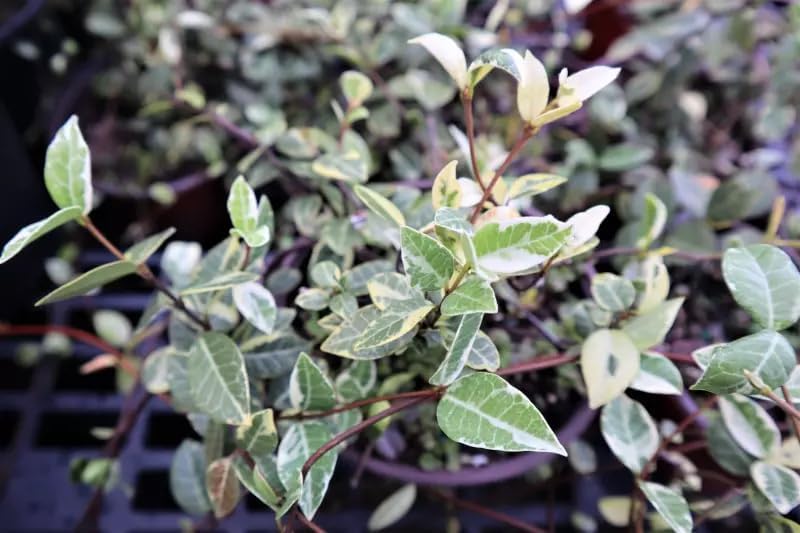 Jasmine Asiatic Variegated Plants | 5 Live 4 Inch Pots | Trachelospermum Asiaticum 'Variegata' | Fragrant Ground Cover | Evergreen Vine