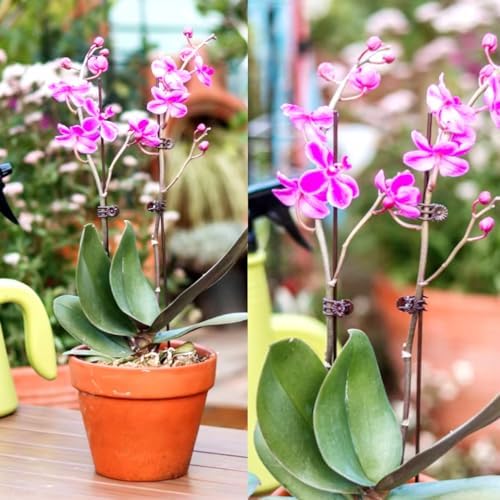 GXXMEI 400PCS Plant Clips, Orchid Clips Plant Orchid Support Clips Flower and Vine Clips for Supporting Stems Vines Grow Upright Dark Brown