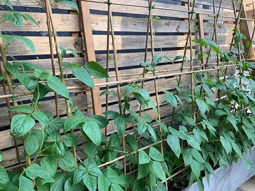 bamboo stakes,3Feet,50Pcs,Plant Bamboo Post,GUANGYE,Bamboo Garden Stakes