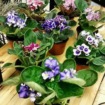 Six African Violet Plants- World's Best Blooming House Plant by Jmbamboo