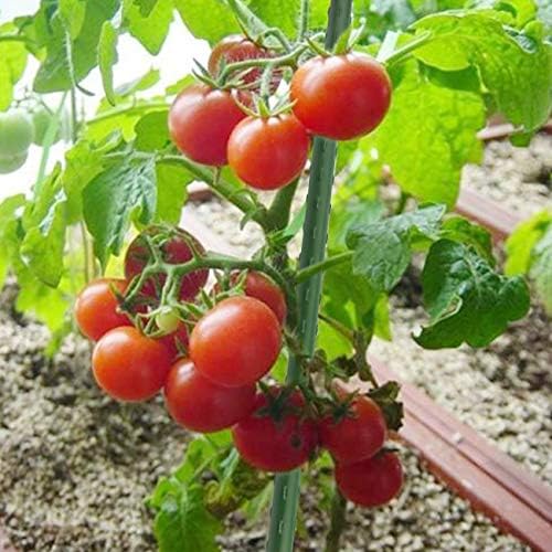 Sunnyglade 50 PCS 48" Plant Stakes Garden Tomato Sticks for Outdoor Plants