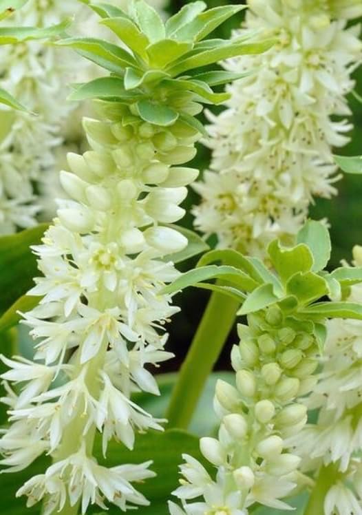 Eucomis 'Autumnalis' – Pineapple Lily Bulbs for Unique Late-Season Blooms - Plant Unique Lilies (5 Bulbs)