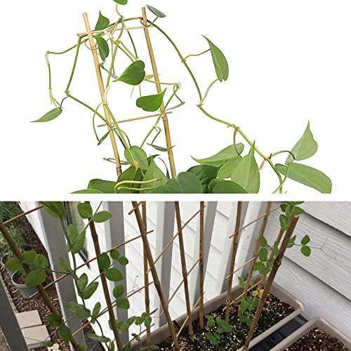 Avalution 10 Pack Natural Bamboo Trellis for Climbing Plants 16" Outdoor Garden Ladder Trellis, Fan -Shaped Plant Support Trellis for Potted Plant