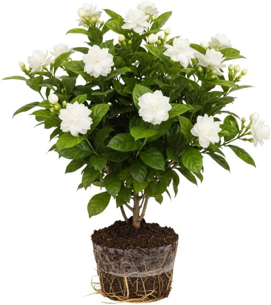 Grand Duke of Tuscany Jasmine Plants Live, Arabian Jasmine Plant Indoor, Fragrant Jasmines Flowers 4 to 7 Inch
