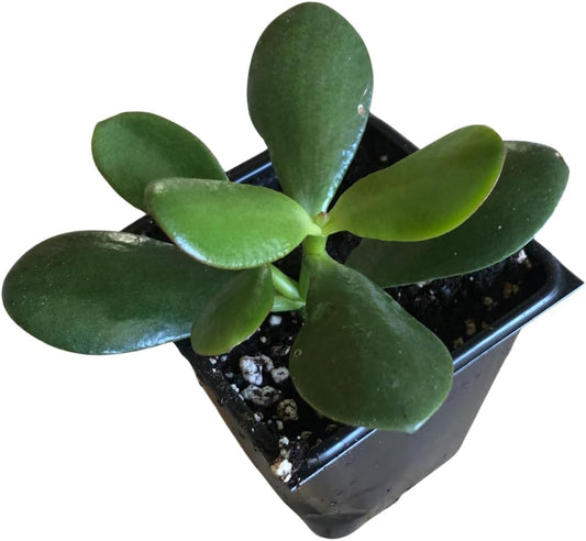 Organic Jade Plant (Crassula ovata) Live Plant in 2.5-inch Pot