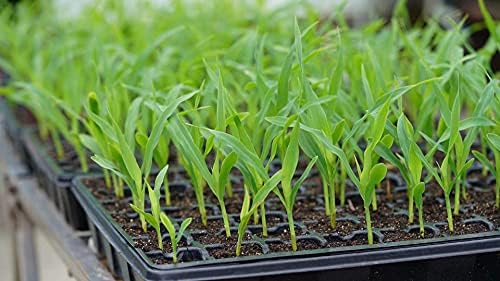 Gardzen 5 Pack Seed Starter Trays with Vented Domes 350 Cell