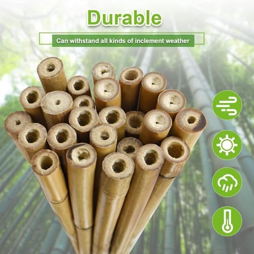 Jollybower 30pcs 3/10" D Thicker Heavy Duty Bamboo Stakes, 2FT Plant Stakes, Natural Garden Stakes for Tomato, Bean, Flowers,Trees Potted and Climbing Plant Support