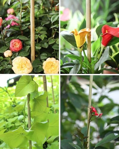 Natural Bamboo Plant Stake（6FT 30Pcs） Sturdy Bamboo Poles, Durable Plant Bamboo Stake, Garden Climbing Plant Bracket.