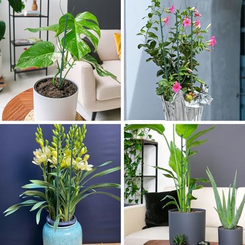 6 Pack Monstera Plant Support for Indoor & Outdoor Plants with Clips & Ties