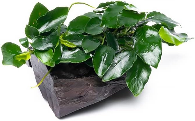 Live Aquarium Plants on Driftwood, Lava Rock, Moss Mat - Freshwater Fish Tank Plants (Nana Long Wavy, Driftwood (Small))