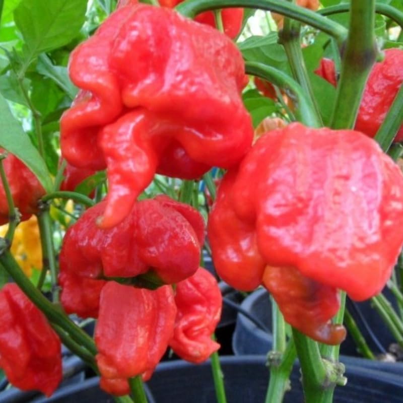 Set 4 Super Hot Peppers Live Plants, 90 Days Old Hot Pepper Chili Plant for Spring Planting, Assorted Color (Carolina Reaper)