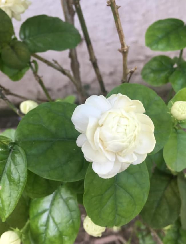 Grand Duke Jasmine Live Plant Double Jasmine Shurb White Jasmines Flowers Bush Frangant Flower Plant 1 Feet Tall in 3 Inch Pot