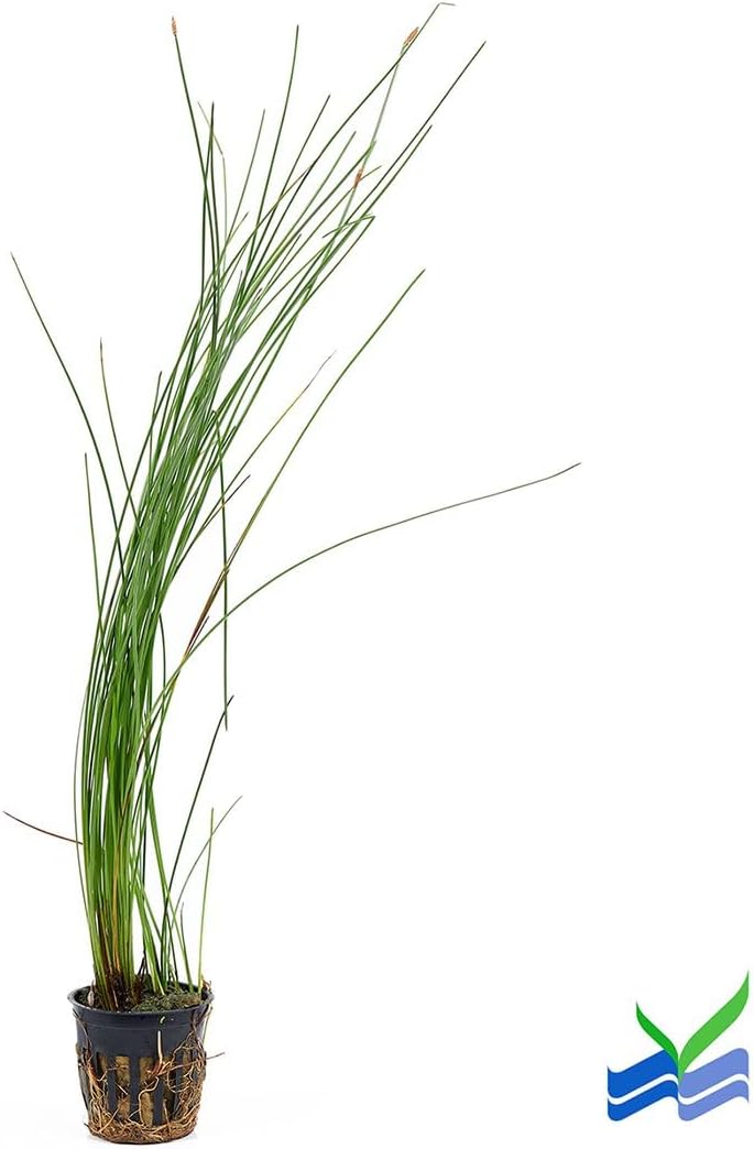 Aquarium Plants Discounts Potted Tall Hairgrass by AquaLeaf Aquatics - Easy Aquatic Live Plant- (Potted Tall Hairgrass, 5 Pack)