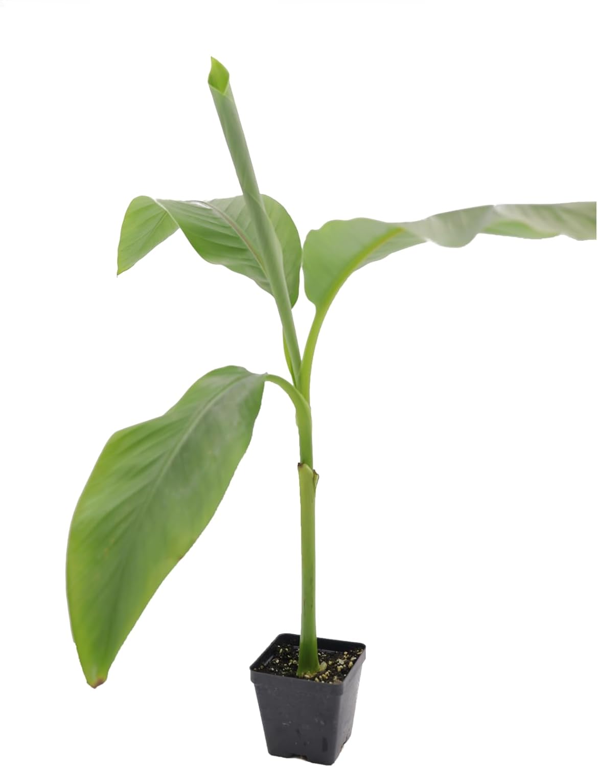 Greenwood Nursery: Live Perennial Plants - Musa Basjoo Cold Hardy Banana - [Qty: 3X Pint Pots] - (Click for Other Available Plants/Quantities)