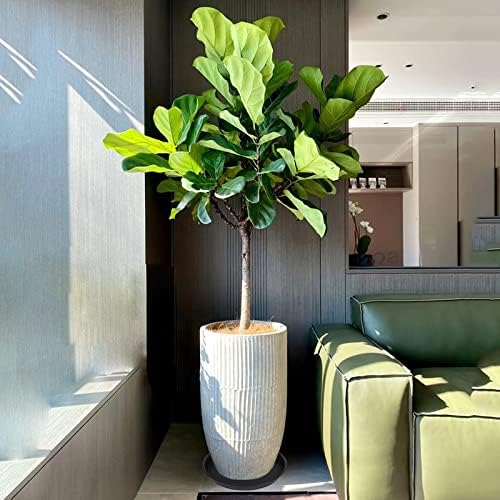 6 Pack of 12 inch Plant Saucer, Heavy Duty Plastic Plant Saucer 12 inch Round, Plant Tray for Pots, Flower Saucers for Indoors, Garden Plate Bowls, Trays for Planter 10"/11"/12" (Black)