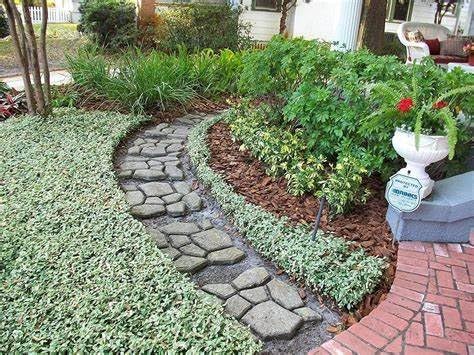 Jasmine Asiatic Variegated Plants | 30 Live 4 Inch Pots | Trachelospermum Asiaticum 'Variegata' | Fragrant Ground Cover | Evergreen Vine