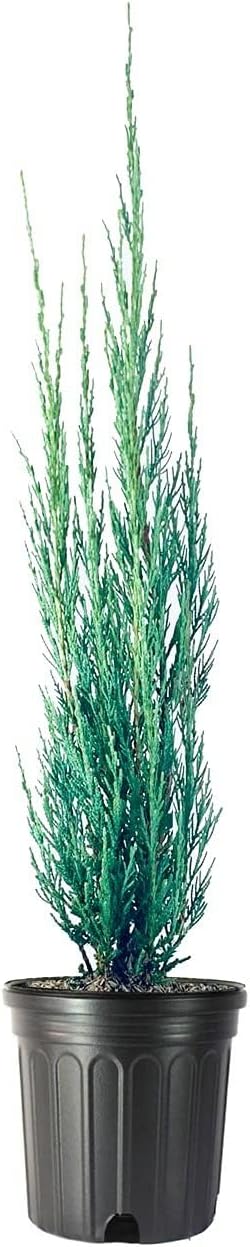 Skyrocket Juniper | 3 Live Gallon Size Trees | Juniperus Scopulorum | Drought Tolerant Cold Hardy Formal Upright Evergreen Plant