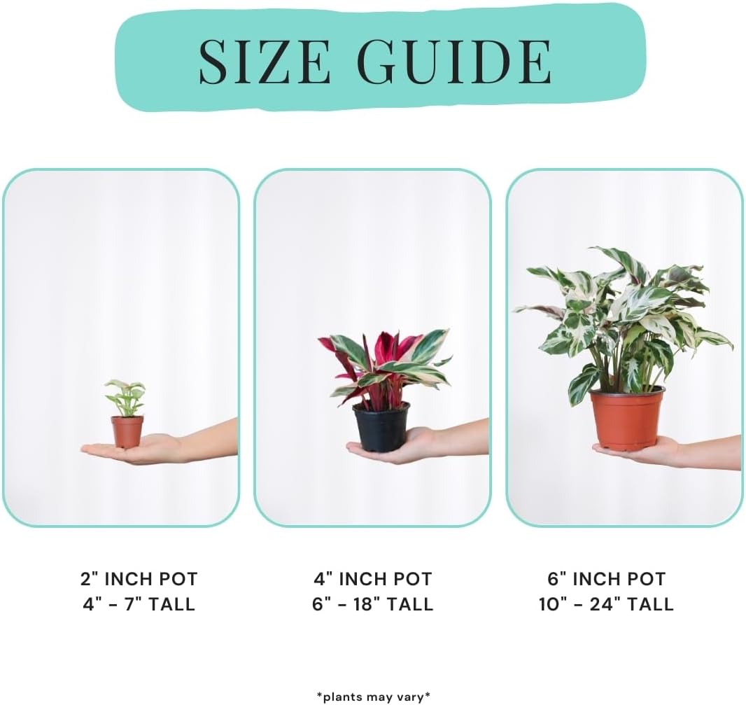 Calathea Assorted 4" pots: Grower's Pick, Indoor Plants, Easy Care Houseplant, Starter Plant,Live Indoor, Easy to Grow - Beginner Plant by Coollectiveplants (4 Pack)