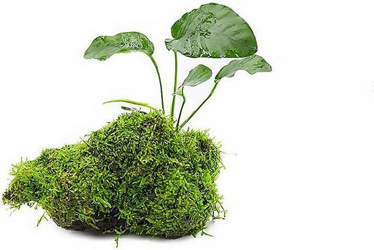 Live Aquarium Plants on Driftwood, Lava Rock, Moss Mat - Freshwater Fish Tank Plants (Anubias Barteri w/Christmas Moss, Driftwood (Medium))