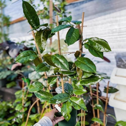 Plant Trellis Indoor, 16in Bamboo Trellises, 6 Pack Small Trellis