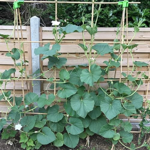 Plant Stakes 4FT, Natural Bamboo Stakes, 25Pcs Sturdy Bamboos Garden Stakes