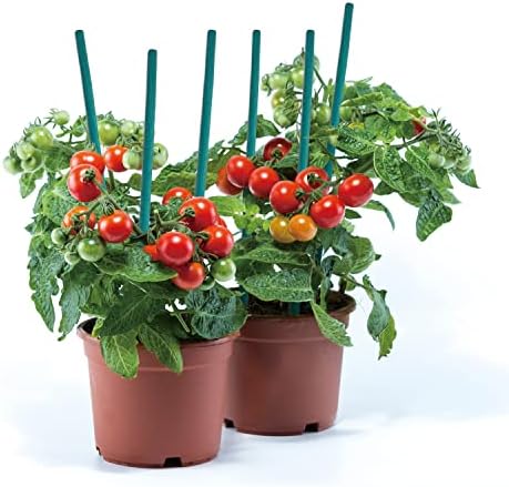 GAGINANG Green Bamboo Plant Stakes, 25 Pcs 18 Inches Floral Support Sticks