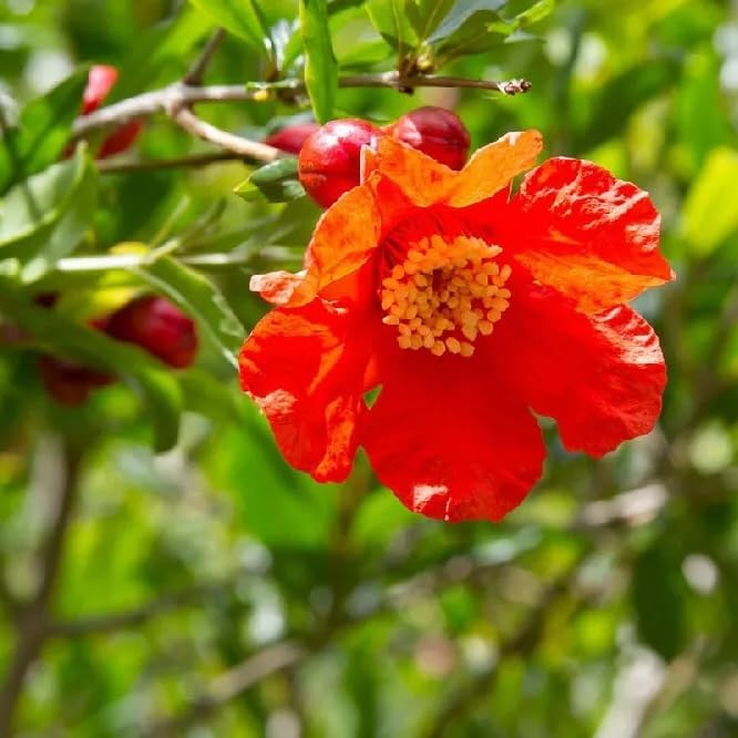 Live Pomegranate 'Wonderful' Plants (Punica Granatum 'Wonderful') - Fruit-Bearing, Drought-Tolerant, Easy to Grow (4 stevia Cups)