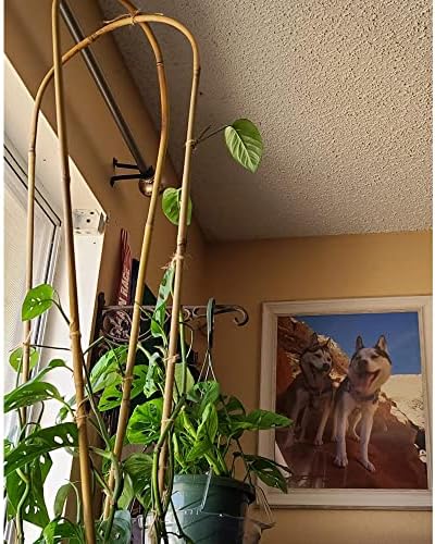 Avalution 10 Pcs Natural U-Hoops Bamboo Garden Trellis, 4 Ft Bamboo Trellis U-Shape Plant Support for Climbing Plants Indoor and Outdoor Use