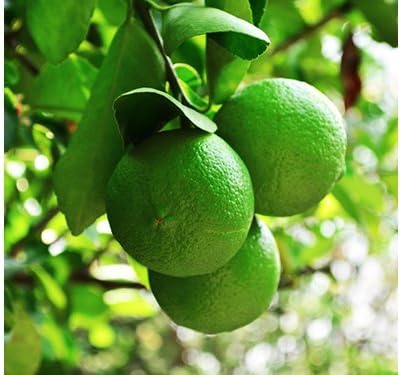 Persian Lime Housewarming Gift Tree by The Magnolia Company - Easy Care, Dwarf Fruit Tree with Juicy & Delicious Limes, Outdoor Live Citrus Tree Can't Ship to CA, AL, AZ, LA, TX