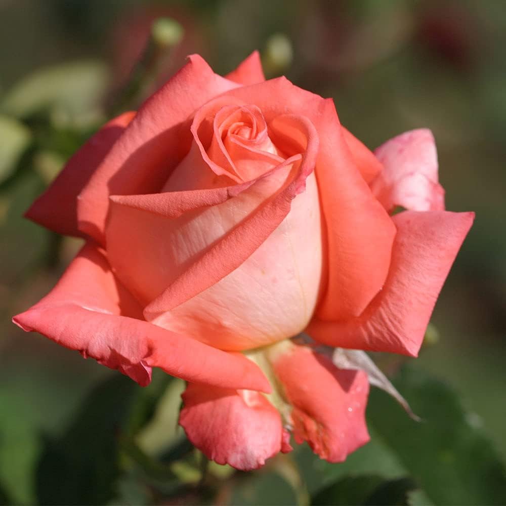 Heirloom Roses Rose Plant - Folklore™ Orange Rose Bush, Hybrid Tea Live Plant for Planting Outdoors