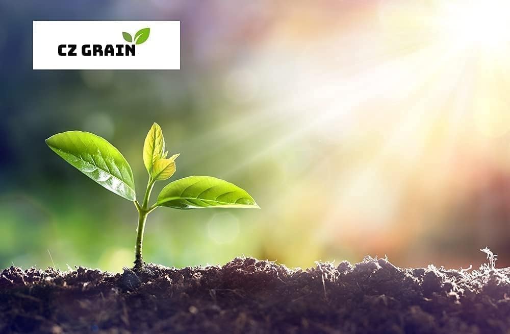 Tea Cup Elephant Ear Bulb for Planting - Grow Stunning Colocasia Esculenta (2 Elephant Ear Bulbs)