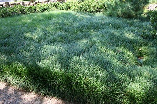 Mondo Grass - 20 Live Plants - Ophiopogon Japonicus - Live Evergreen Groundcover Plants - Shade Loving