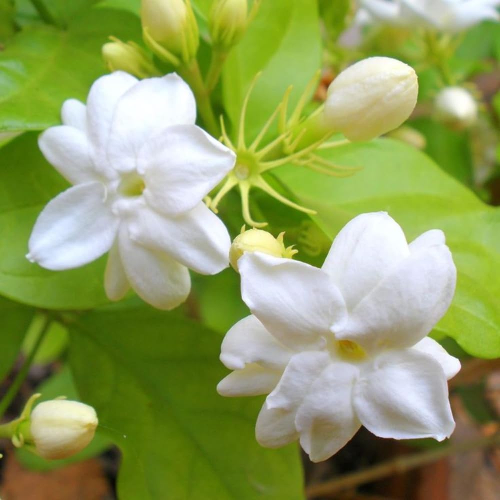 Maid of Orleans Jasmine Plants Live, Arabian Jasmine Plant Indoor, Fragrant Jasmines Flowers 4 to 7 Inch