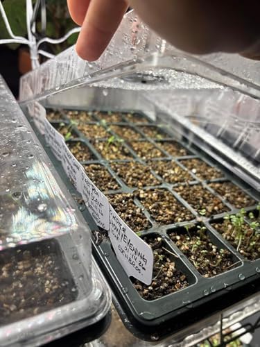 RooTrimmer 5-Pack Seed Starter Trays with Dome & Large 24-Cell 2" Plug Tray