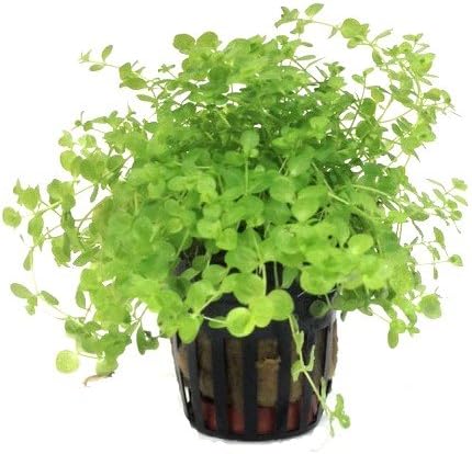 Foreground Potted Live Aquarium Plants | Freshwater Aquatic Plants for Aquariums (Potted Monte Carlo)