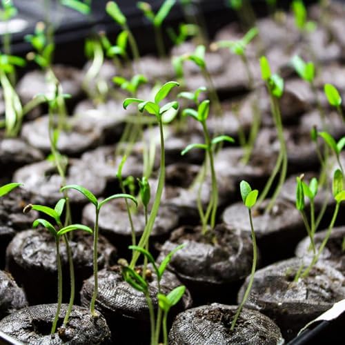 MAQIHAN 50PCS Peat Pellets for Seedlings - 30MM Seed Starter Soil Pods