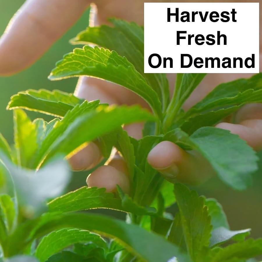 Live Stevia rebaudiana Plants, Sweet Leaf or Sugar Leaf, Natural Sugar Substitute Herb, Easy to Grow (4 stevia sacs)