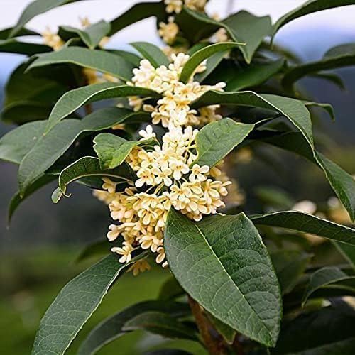 Fragrant Tea Olive | 3 Live Gallon Size Plants | Osmanthus fragrans | Ideal for Gardens & Landscaping | Easy-to-Grow Evergreen Shrub | Delightful Sweet Scent | Decorative & Versatile